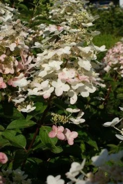 Pluimhortensia (Hydrangea Paniculata 'Unique') -Groene Wereld 20120225112900 5