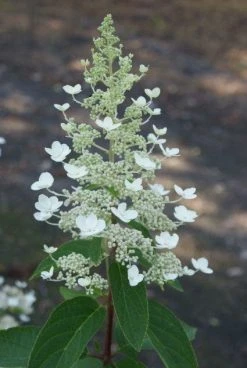 Pluimhortensia (Hydrangea Paniculata 'Tardiva') -Groene Wereld 20120225115912 2 1