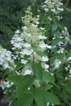 Pluimhortensia (Hydrangea Paniculata 'Tardiva') -Groene Wereld 20120225115936 2 1