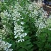 Pluimhortensia (Hydrangea Paniculata 'Tardiva') -Groene Wereld 20120225120022 2