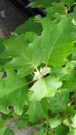 Eikenbladhortensia (Hydrangea Quercifolia) -Groene Wereld 20120225121709 6