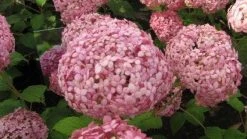 Hortensia (Hydrangea 'Pink Annabelle') -Groene Wereld 20120225121833 1