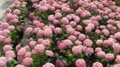 Hortensia (Hydrangea 'Pink Annabelle') -Groene Wereld 20120225121900 1