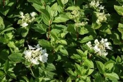 Pluimhortensia (Hydrangea Paniculata 'Dart's Little Dot') -Groene Wereld 20120225125648 4