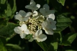 Pluimhortensia (Hydrangea Paniculata 'Dart's Little Dot') -Groene Wereld 20120225125718 4