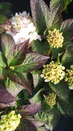 Hortensia (Hydrangea 'Preziosa') -Groene Wereld 20120225171730 2 1