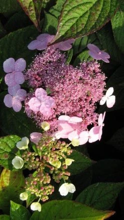 Hortensia (Hydrangea Macrophylla 'Mariesii Perfecta') -Groene Wereld 20120225172242 2