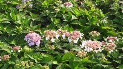 Hortensia (Hydrangea Macrophylla 'Mariesii Perfecta') -Groene Wereld 20120225172403 2
