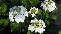 Hortensia (Hydrangea Macrophylla 'Lanarth White') -Groene Wereld 20120225172705 4 1