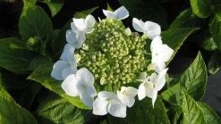 Hortensia (Hydrangea Macrophylla 'Lanarth White') -Groene Wereld 20120225172724 4 2