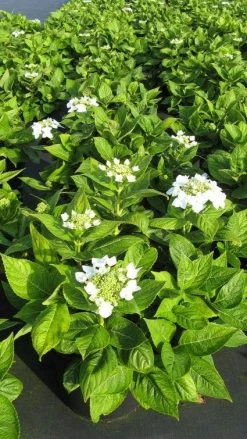 Hortensia (Hydrangea Macrophylla 'Lanarth White') -Groene Wereld 20120225172750 4 1