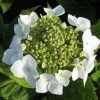 Hortensia (Hydrangea Macrophylla 'Teller White') -Groene Wereld 20120225173140 4