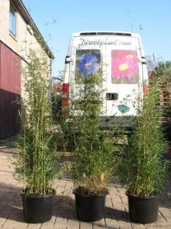 Niet Woekerende Bamboe (Fargesia 'Jiuzhaigou') -Groene Wereld 20120226104653 4 1