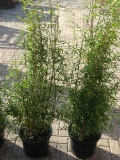 Niet Woekerende Bamboe (Fargesia 'Jiuzhaigou') -Groene Wereld 20120226104717 4 1