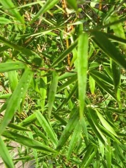 Niet Woekerende Bamboe (Fargesia 'Jiuzhaigou') -Groene Wereld 20120226104740 4 1