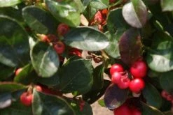 Bergthee / Patrijzenbes (Gaultheria Procumbens) -Groene Wereld 20120226104835 2