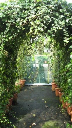 Klimop In Boogvorm (Hedera Hibernica) 7 Klimop In Boogvorm (Hedera Hibernica) -Groene Wereld 20120226104942 1 2