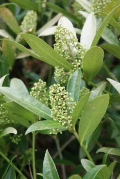 Skimmia (Skimmia Confusa 'Kew Green') -Groene Wereld 20120228154247 3