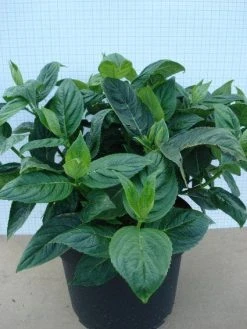 Hortensia (Hydrangea Macrophylla 'Lanarth White') -Groene Wereld 20120305134546 4 1