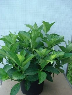 Hortensia (Hydrangea Macrophylla 'Soeur Therese') -Groene Wereld 20120305134857 3