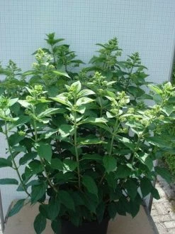 Pluimhortensia (Hydrangea Paniculata 'Unique') -Groene Wereld 20120305135303 5