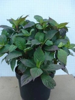 Hortensia (Hydrangea 'Preziosa') 11 Hortensia (Hydrangea 'Preziosa') -Groene Wereld 20120305135330 2