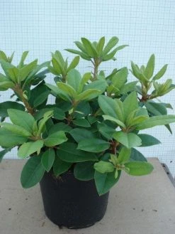 Rhododendron (Rhododendron Catawbiense 'Boursault') -Groene Wereld 20120305135536 2 1