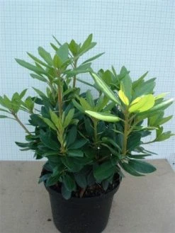 Rhododendron (Rhododendron Catawbiense 'Grandiflorum') -Groene Wereld 20120305135657 13