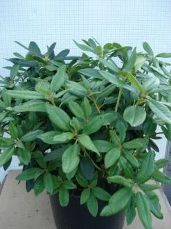 Rhododendron (Rhododendron 'Percy Wiseman') 17 Rhododendron (Rhododendron 'Percy Wiseman') -Groene Wereld 20120305140017 1 1