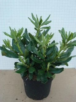 Rhododendron (Rhododendron 'Nova Zembla') 14 Rhododendron (Rhododendron 'Nova Zembla') -Groene Wereld 20120305140253 7 2