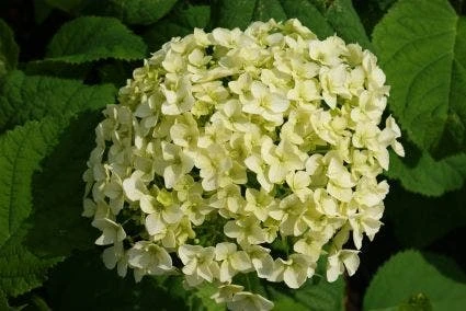 Hortensia (Hydrangea 'Strong Annabelle') 16 Hortensia (Hydrangea 'Strong Annabelle') - Afbeelding 14