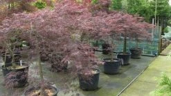 Japanse Esdoorn (Acer Palmatum 'Garnet') -Groene Wereld 20120821142717 12 1