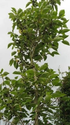 Papiermoerbei (Broussonetia Papyrifera) -Groene Wereld 20120821143622 5