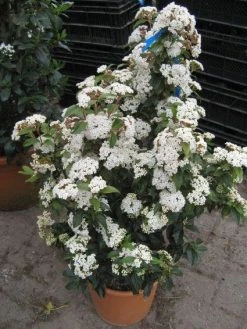 Groenblijvende Sneeuwbal (Viburnum Tinus 'Eve Price') 18 Groenblijvende Sneeuwbal (Viburnum Tinus 'Eve Price') -Groene Wereld 20120821145045 50 10 1