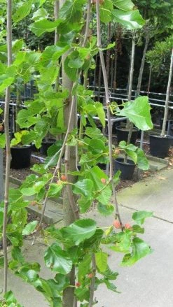 Moerbei Als Treurboom (Morus Alba 'Pendula') 12 Moerbei Als Treurboom (Morus Alba 'Pendula') -Groene Wereld 20120821152753 9