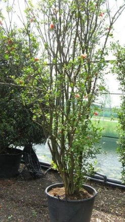 Granaatappel Als Struik (Punica Granatum) -Groene Wereld 20120821153129 7