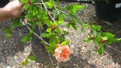 Granaatappel Als Struik (Punica Granatum) -Groene Wereld 20120821153145 7