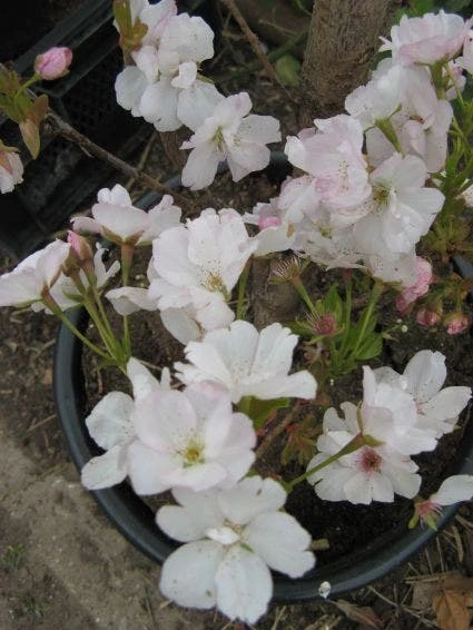 Japanse Sierkers Als Zuilboom (Prunus Serrulata 'Amanogawa') 6 Japanse Sierkers Als Zuilboom (Prunus Serrulata 'Amanogawa') - Afbeelding 4