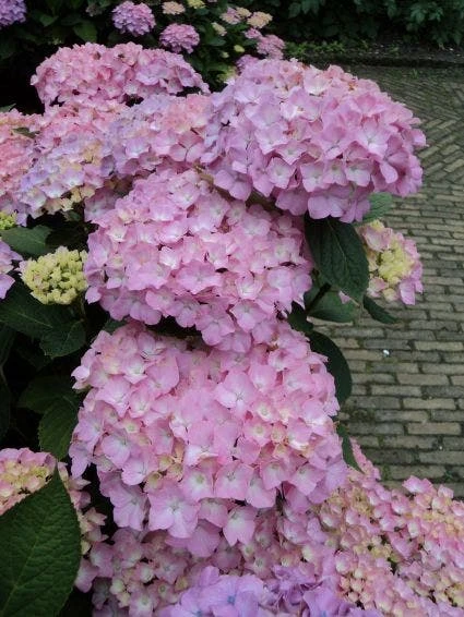 Hortensia (Hydrangea 'Endless Summer' Roze) 4 Hortensia (Hydrangea 'Endless Summer' Roze) - Afbeelding 2