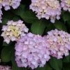 Hortensia (Hydrangea 'Endless Summer' Roze) -Groene Wereld 20120826131421 1 2