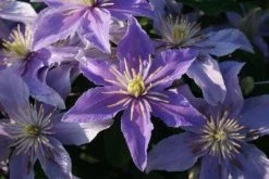 Bosrank (Clematis 'Justa') -Groene Wereld 20120919134614 1 1