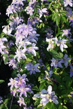Bosrank (Clematis 'Justa') 10 Bosrank (Clematis 'Justa') -Groene Wereld 20120919134633 1