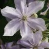 Bosrank (Clematis 'Justa') 1 Bosrank (Clematis 'Justa') -Groene Wereld 20120919134711 1 1