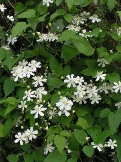 Bosrank (Clematis 'Paul Farges') -Groene Wereld 20120919135912 1