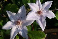 Bosrank (Clematis 'Snow Queen') -Groene Wereld 20120919152541 1 1
