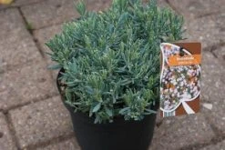 Lavendelheide (Andromeda Polifolia 'Blue Ice') 16 Lavendelheide (Andromeda Polifolia 'Blue Ice') -Groene Wereld 20120920104257 1