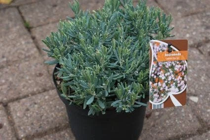 Lavendelheide (Andromeda Polifolia 'Blue Ice') 6 Lavendelheide (Andromeda Polifolia 'Blue Ice') - Afbeelding 4