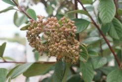 Dwergmispel (Cotoneaster Lacteus) -Groene Wereld 20120920105128 3