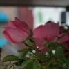 Trosroos (Rosa 'Bonica 82') -Groene Wereld 20121002144050 1