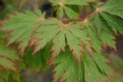 Japanse Esdoorn (Acer Japonicum 'Aconitifolium') -Groene Wereld 20121003154202 10
